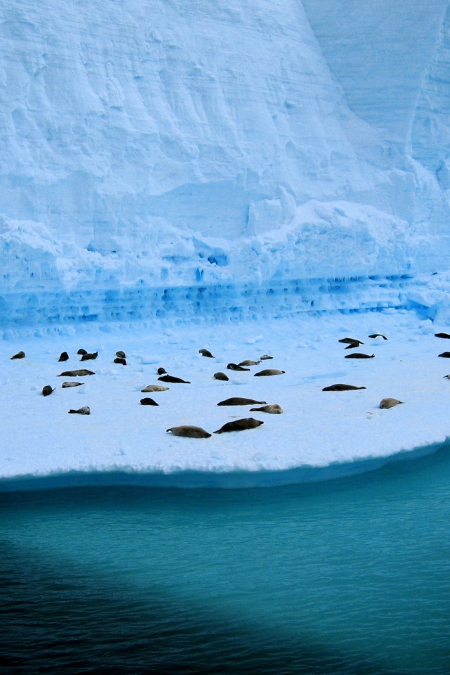 Спящие тюлени обои