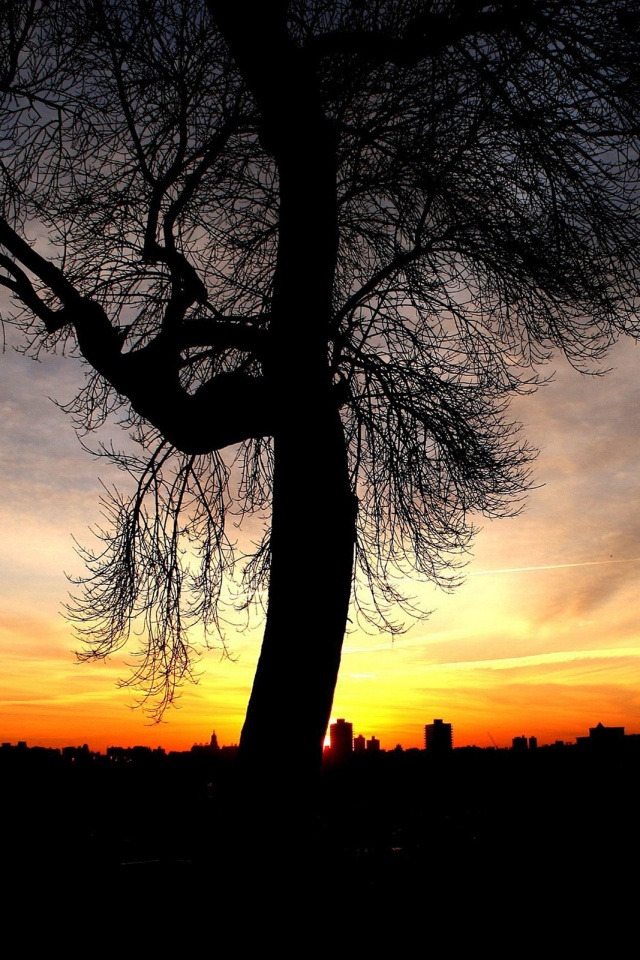 Одинокое дерево обои