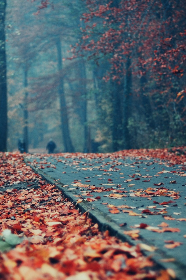 Осенняя дорога обои