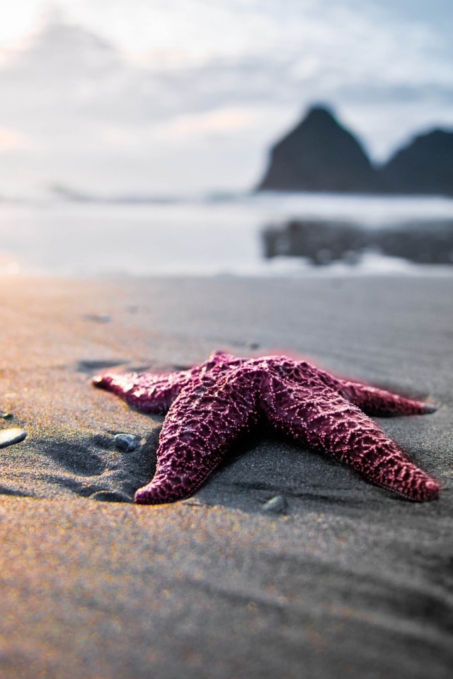 Морская звезда обои