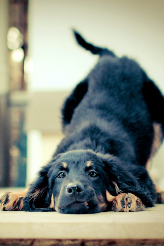 Игривый пес обои