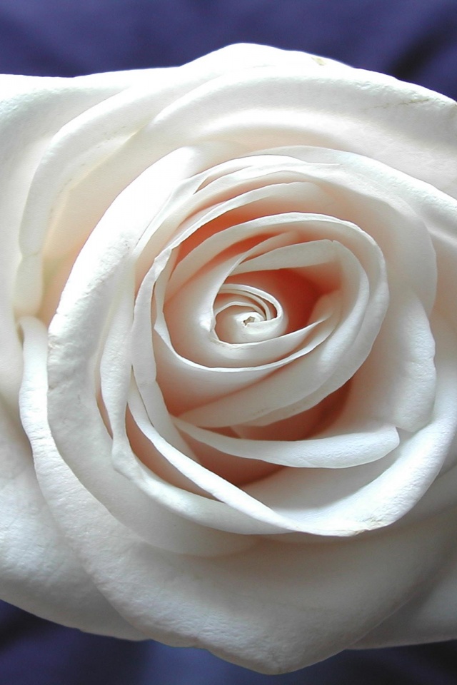 Белая роза обои