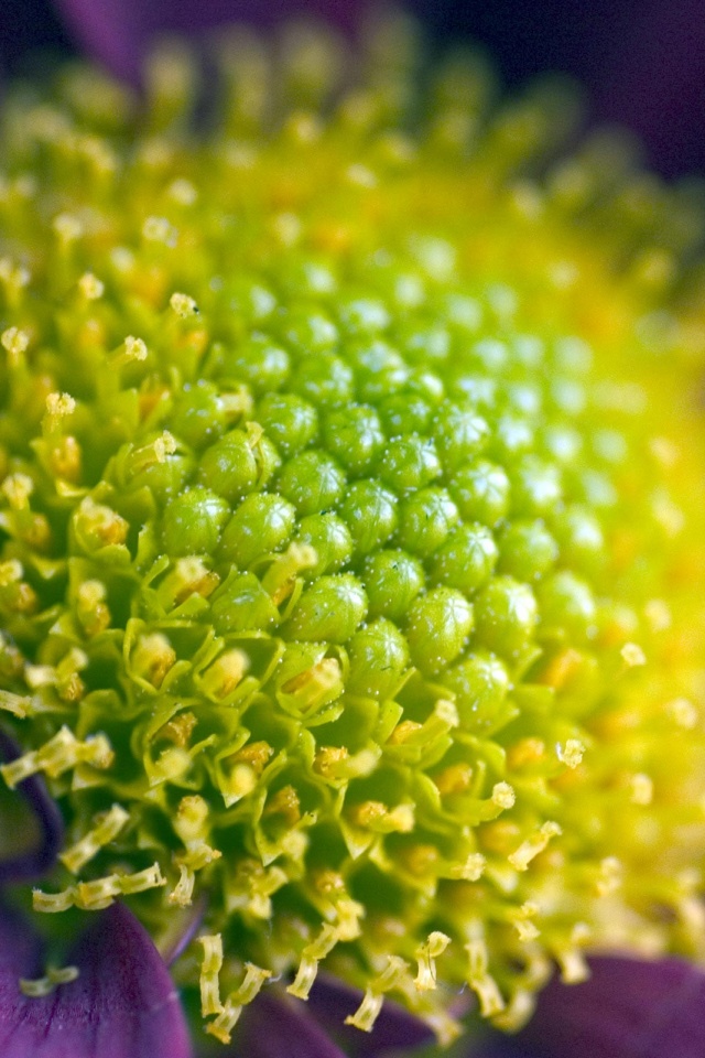 Цветок обои