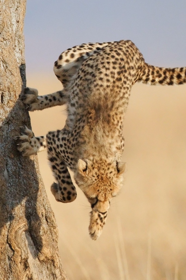 Скалолаз обои