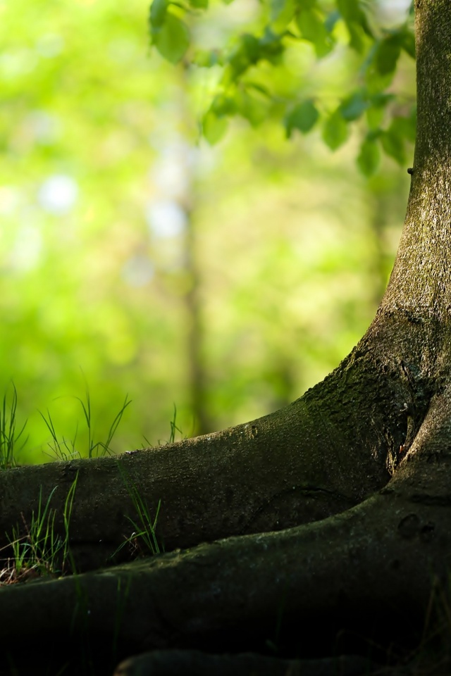 Корни дерева обои