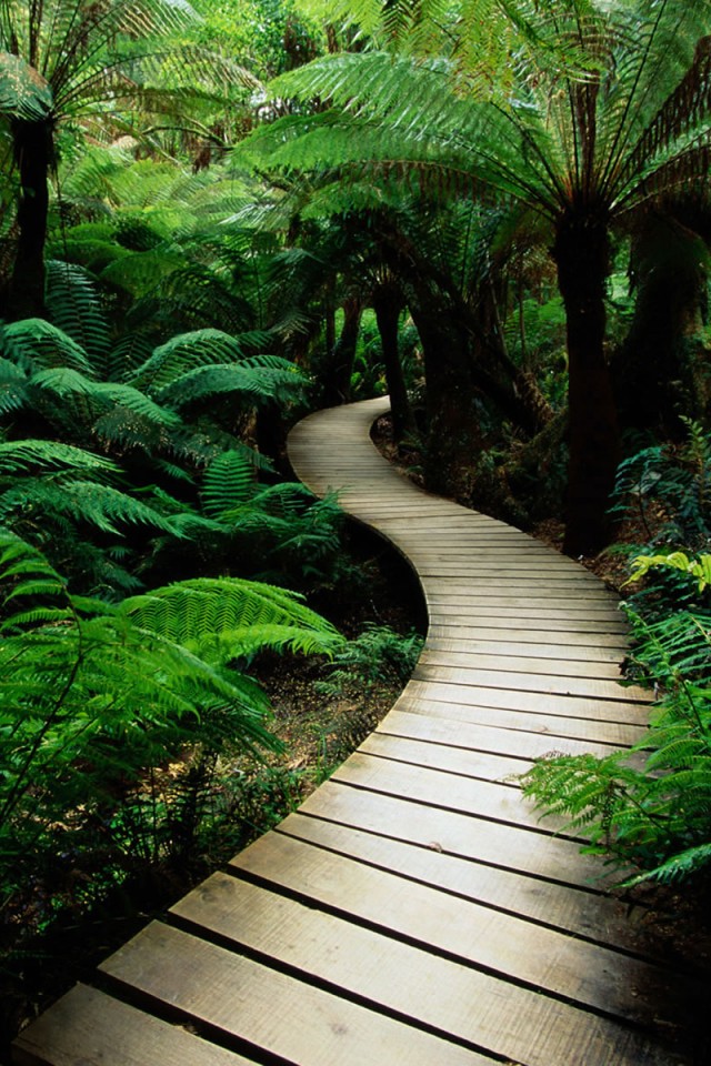 Дорожка в зарослях обои