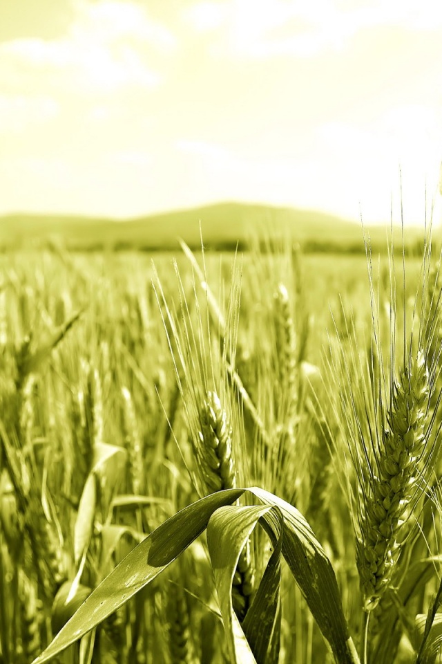 В полях обои