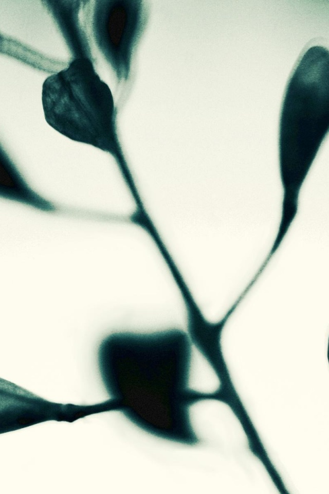 Усыхающие листья обои