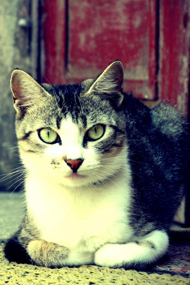 Кошечка на подстилке обои