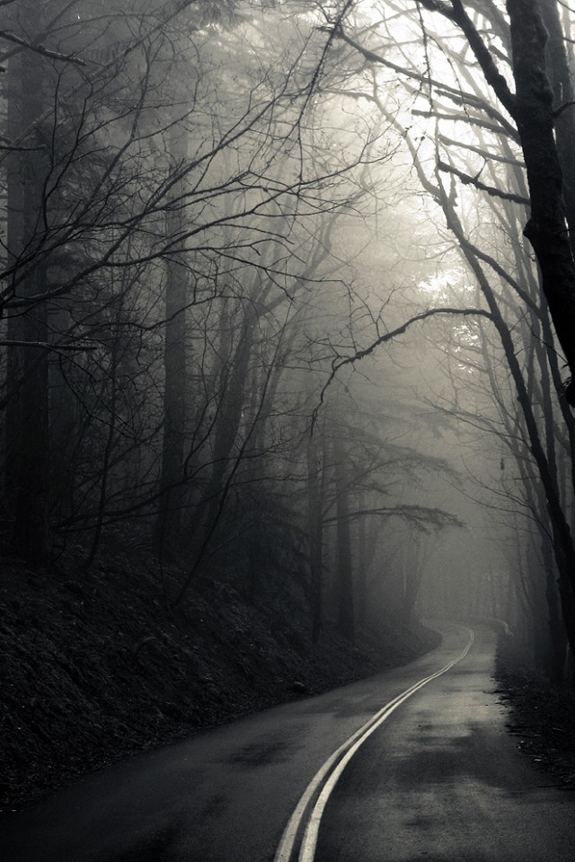 В туман обои