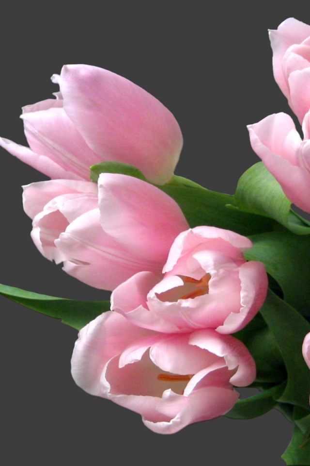 Розовый букет обои