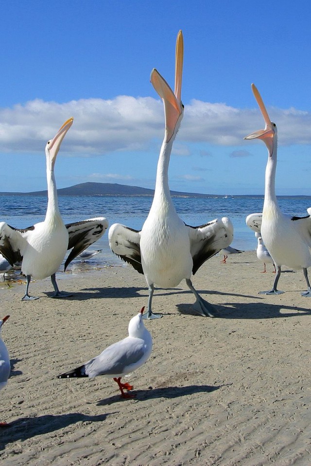 Пеликаны и чайки обои