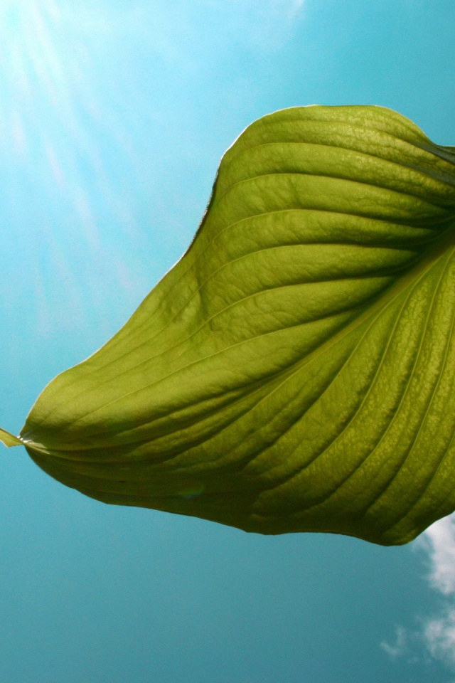 Листик тянется к солнцу обои