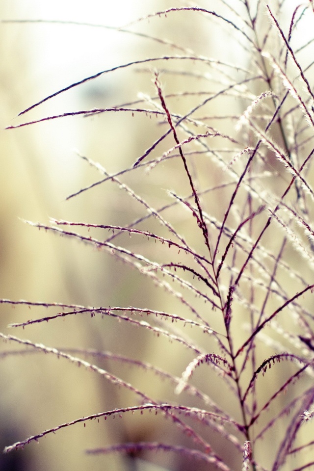 Макро фото растения обои