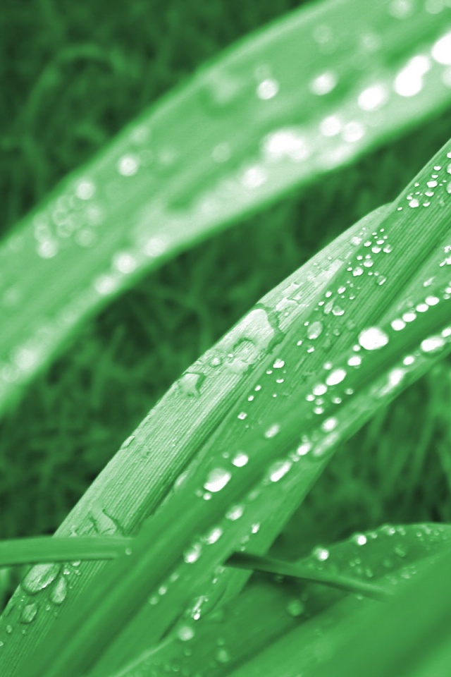 Роса на траве обои