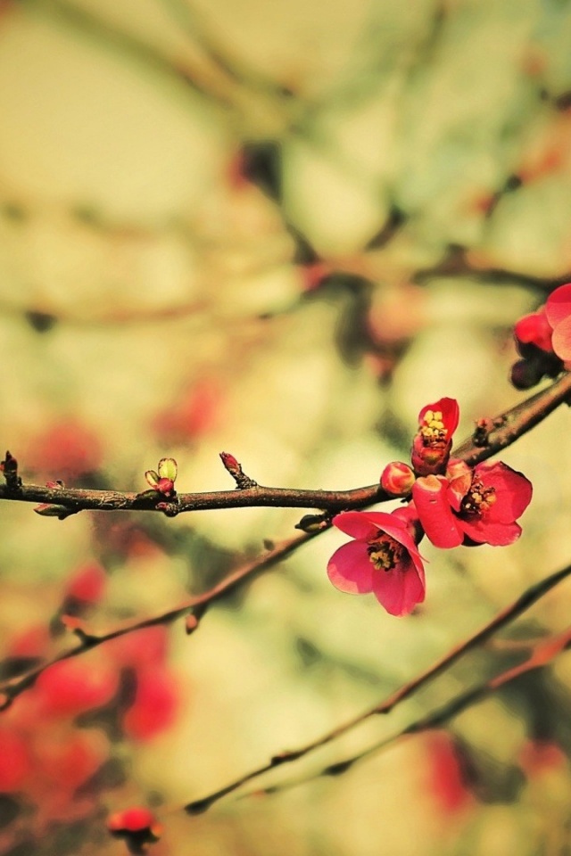 Весеннее цветение обои