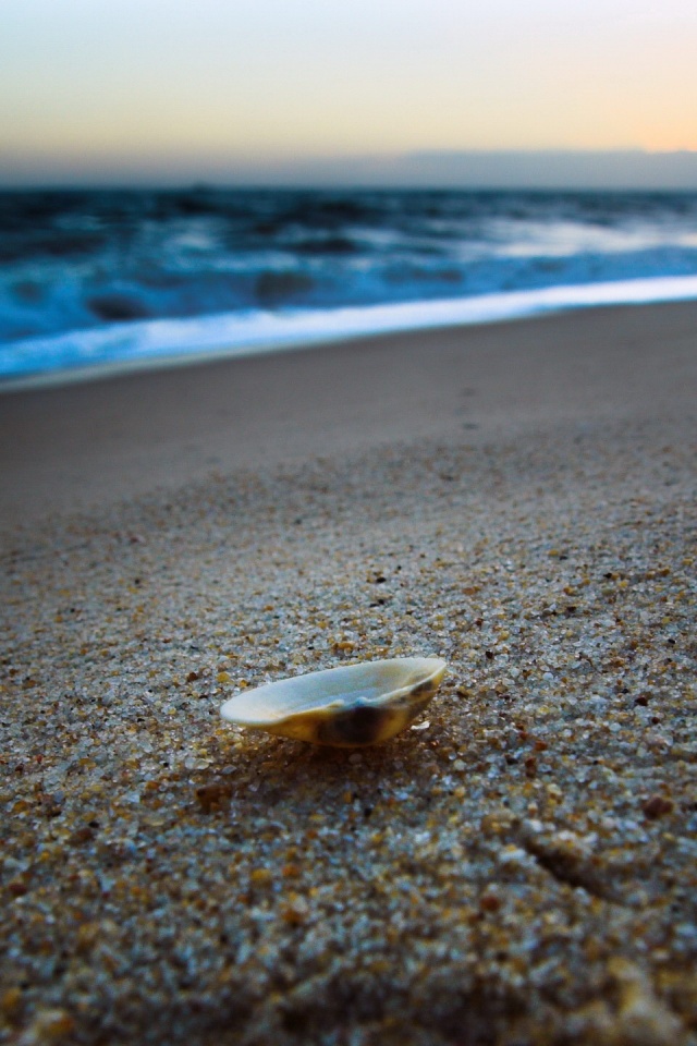 Ракушка не песчанном берегу обои