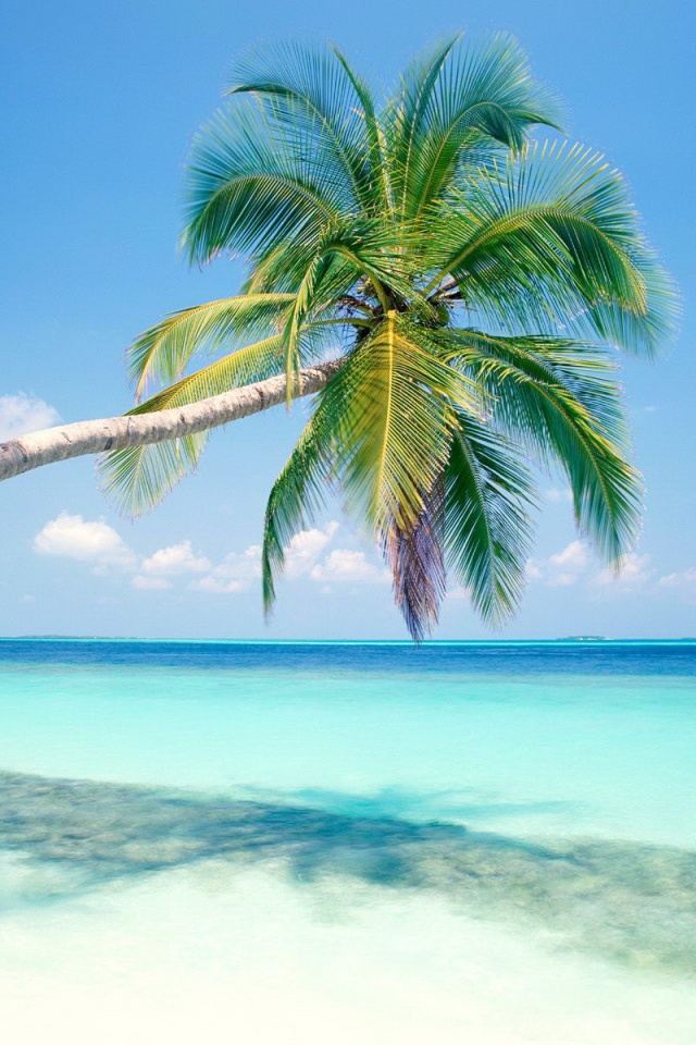 Пальма на лазурном берегу обои