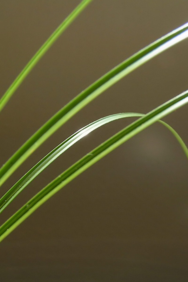 Четыре травинки обои