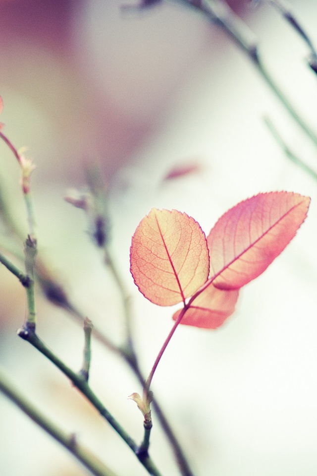 Красные листики обои