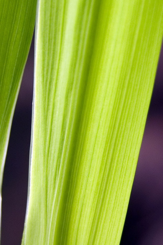 Салатоввые травинки обои