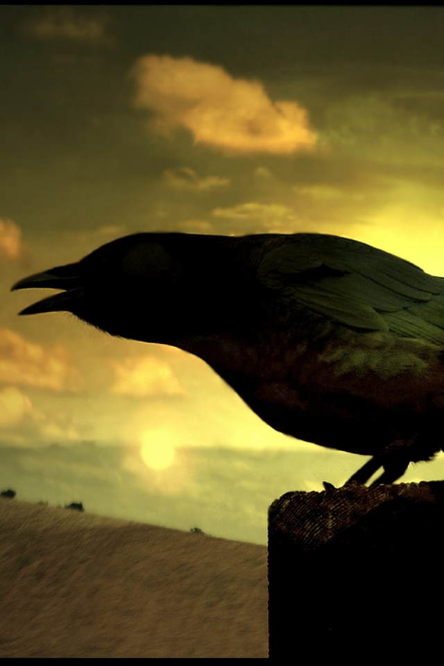 Чёрный ворон обои