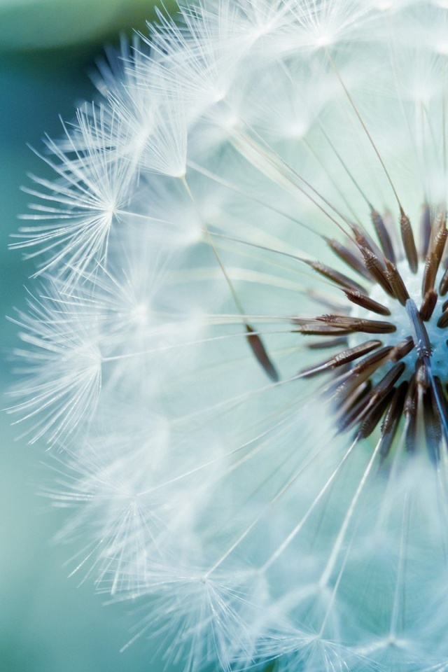 Макро фото одуванчика обои