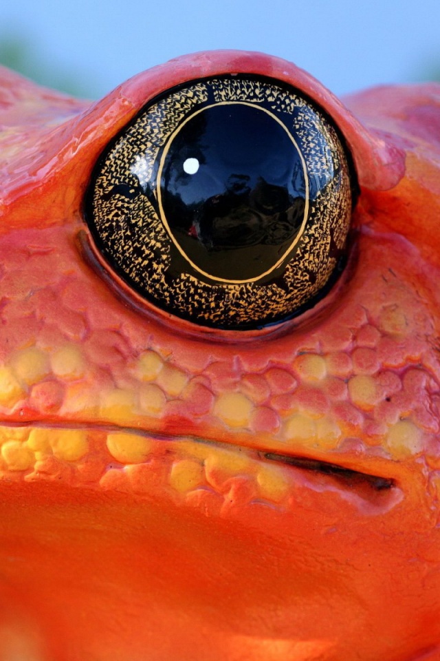 Красная лягушка обои