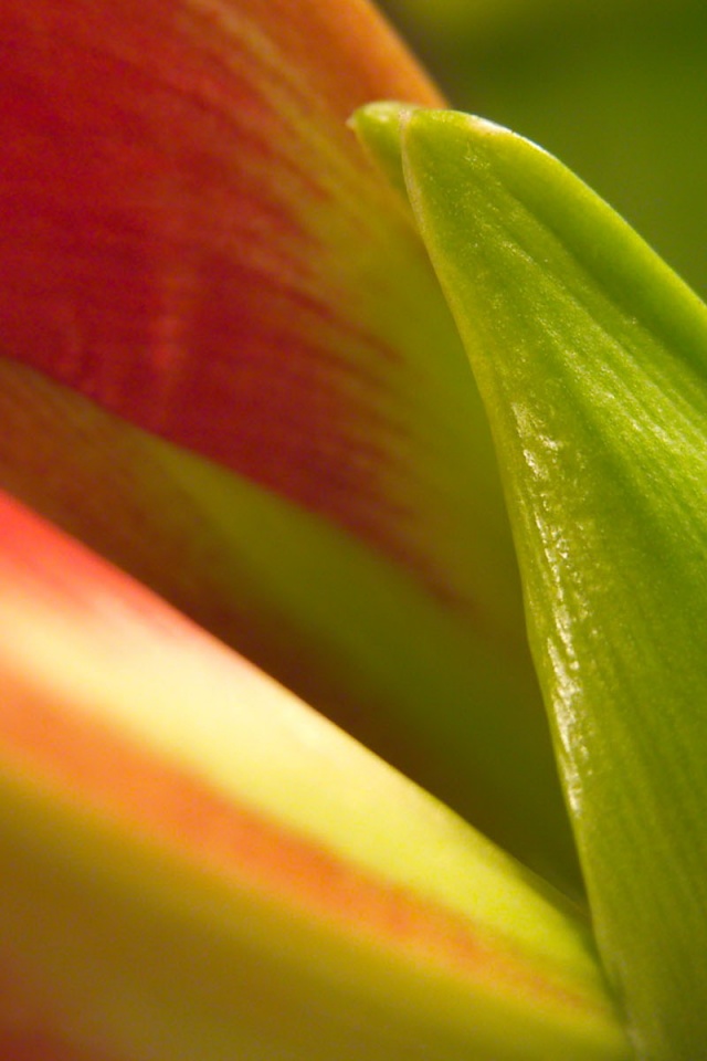 Макро фото цветка обои