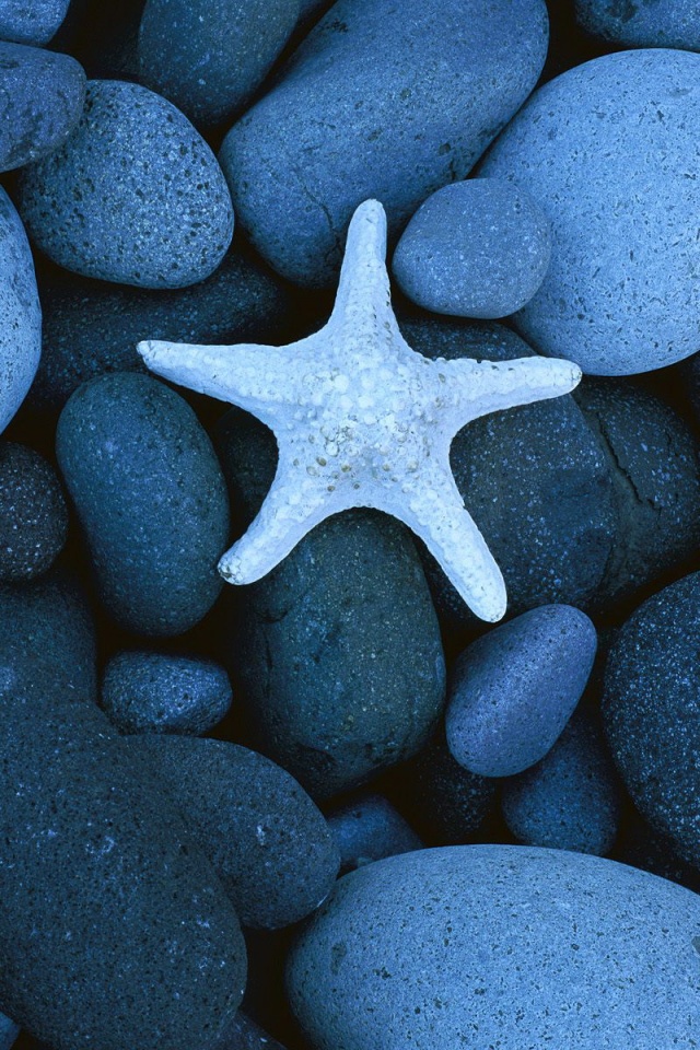 Звезда на морской гальке обои