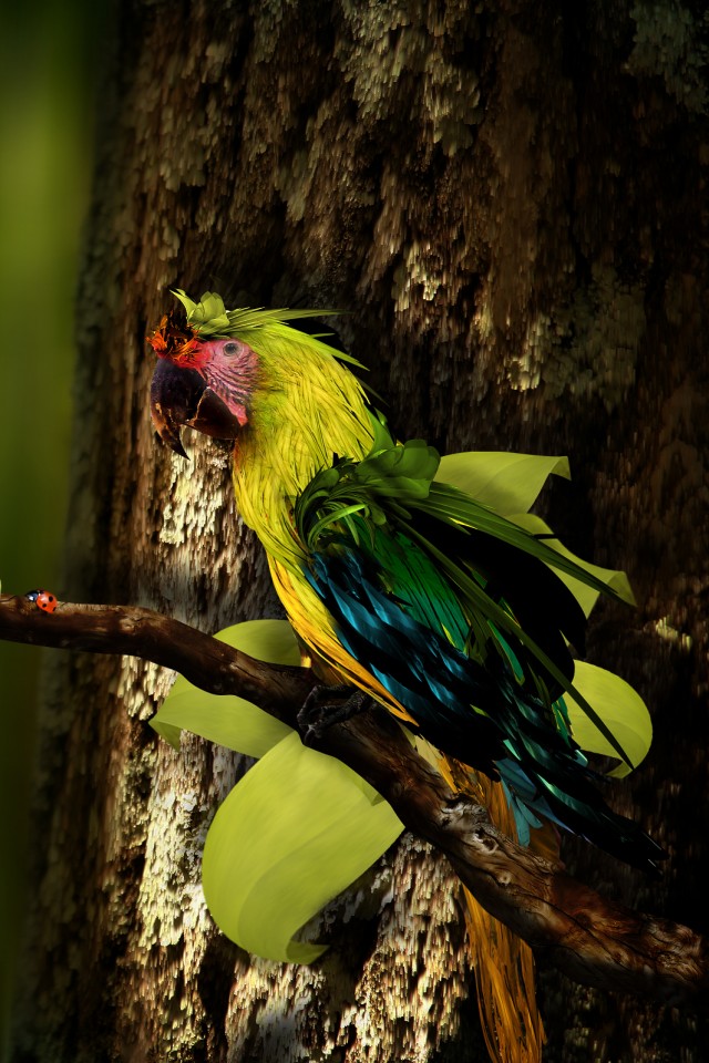 Попугай обои