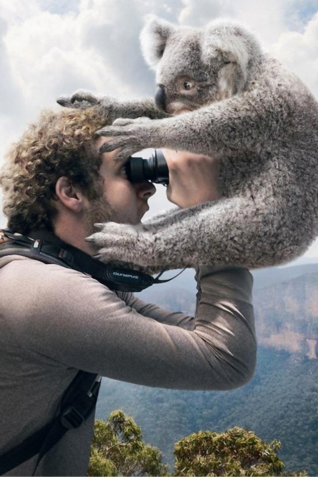 Коала ближе чем кажется обои