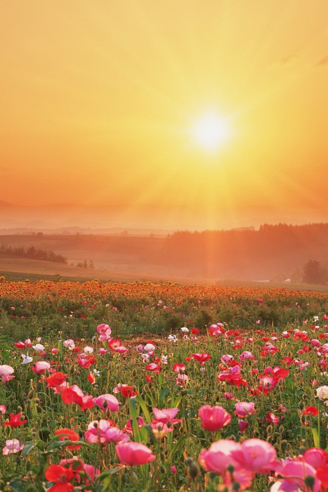 Цветущие поля обои