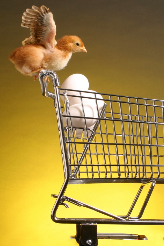 Цыплёнок покупает яйца обои