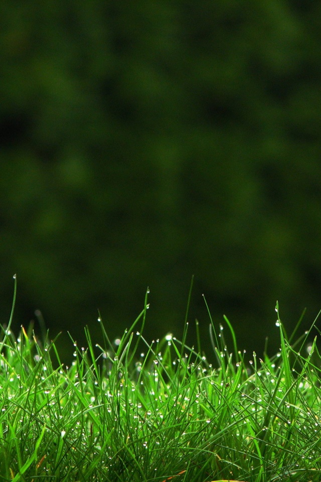 Трава после дождя обои