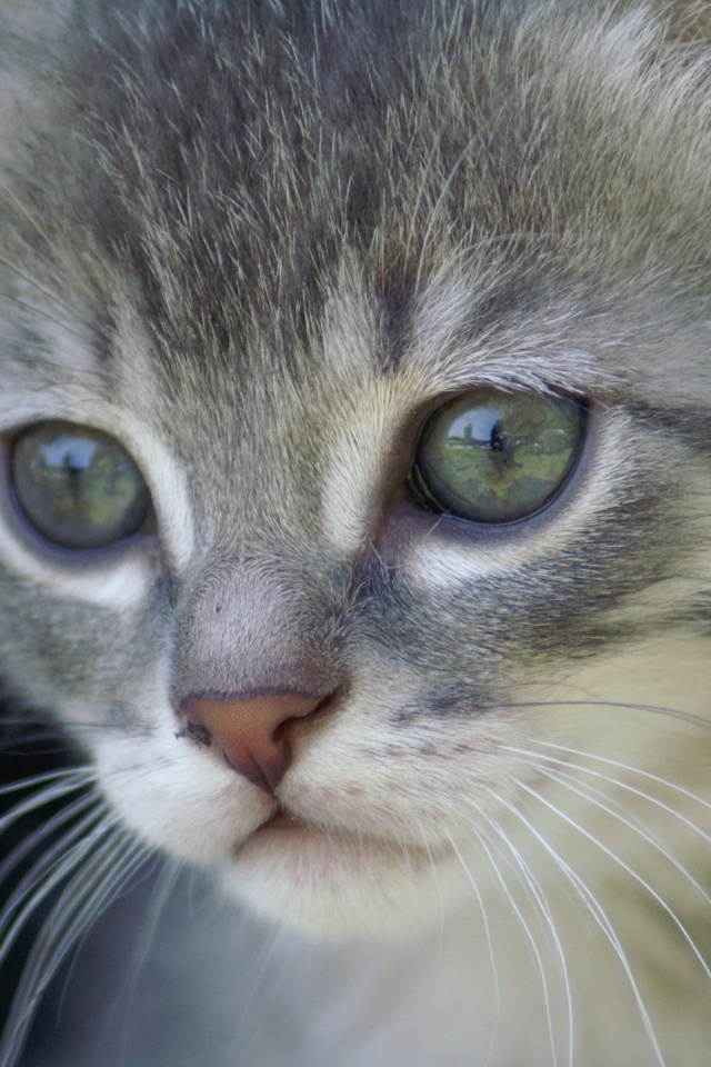 Мордочка котёнка обои