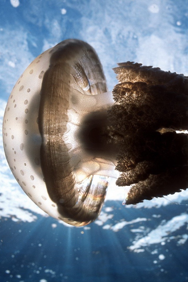 Коричневая медуза обои