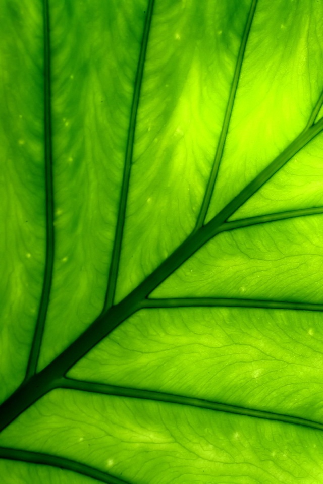 Макро фото листа обои