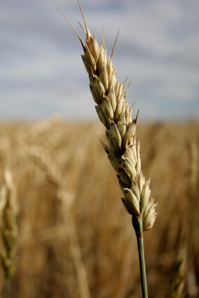 Колосок обои