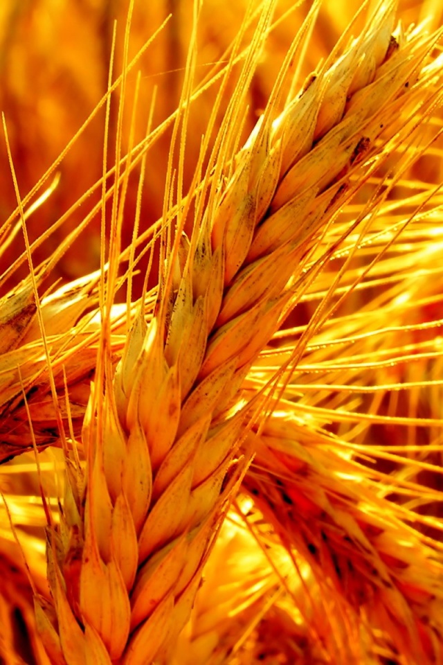 Зреющий колос обои