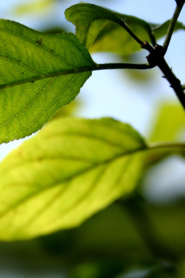 Три листа обои