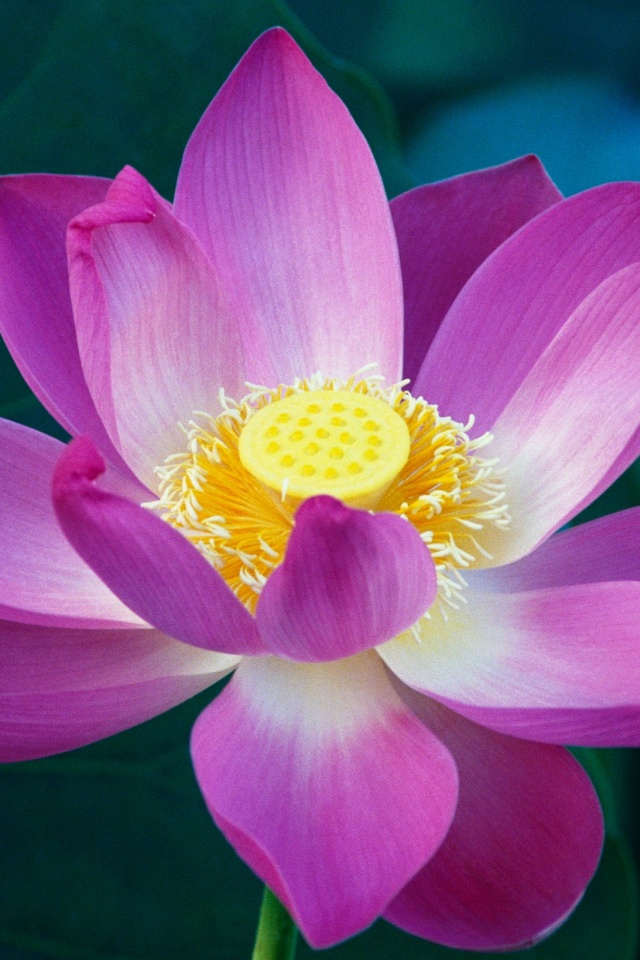 Сиреневый цветок обои