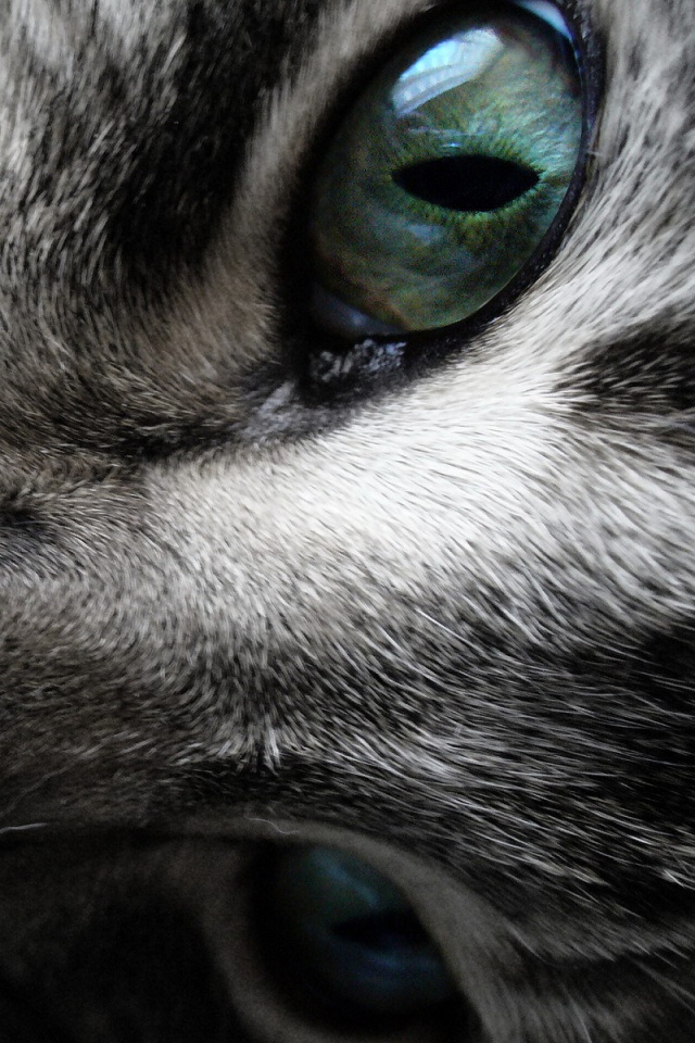 Мордашка кота крупным планом обои