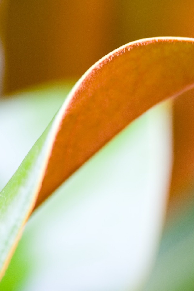 Обратаня сторона листа обои