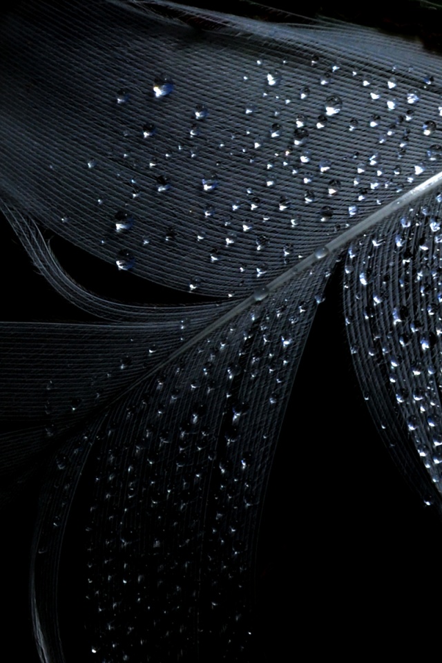 Капли на черном пере обои
