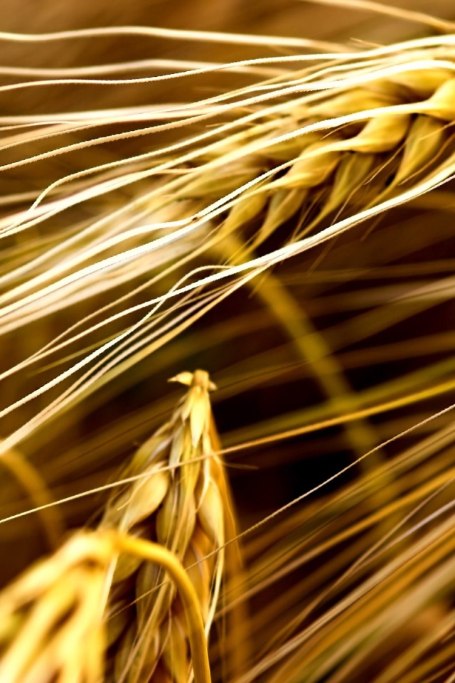 Лохматые колосья обои