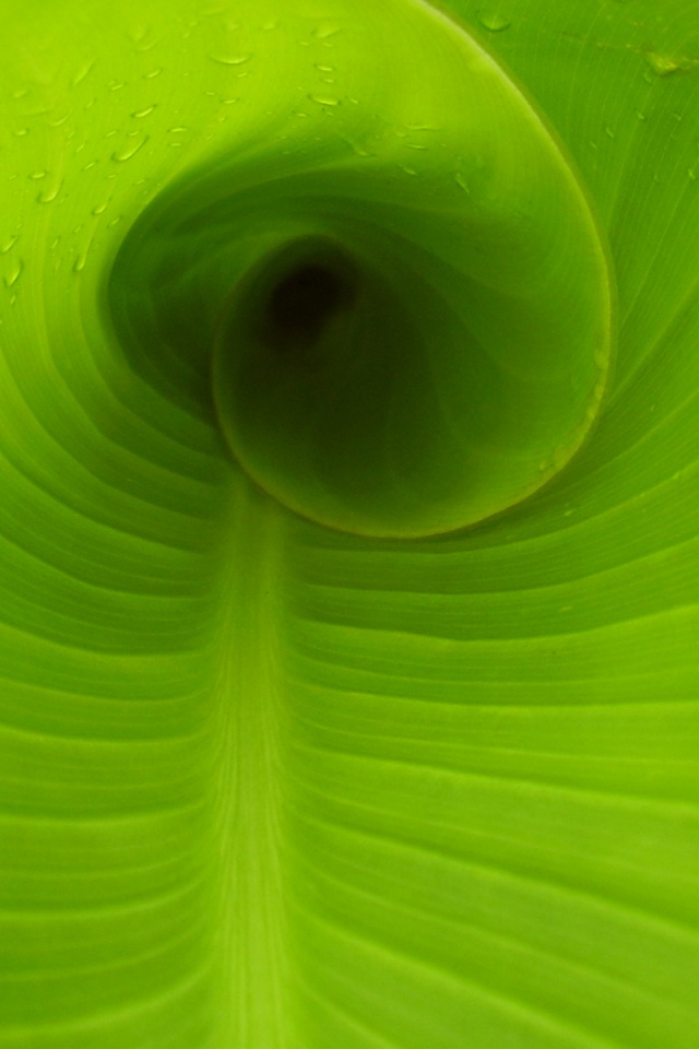 Свернутый в трубочку лист обои