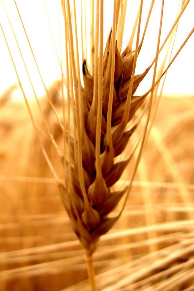 Короткий колос обои