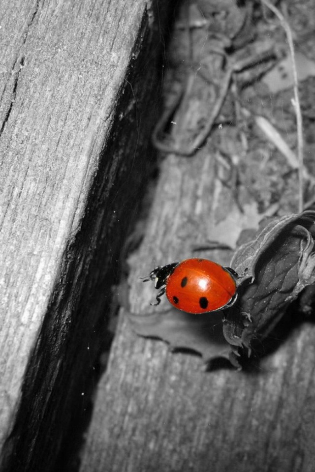 Божья коровка обои