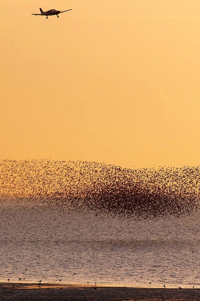 Взлетающая стая птиц обои